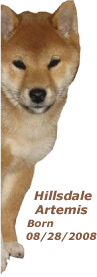 Shiba Pup